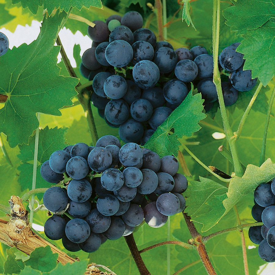 Ranka Blå Vindruvor Omnia Garden 30-50 cm