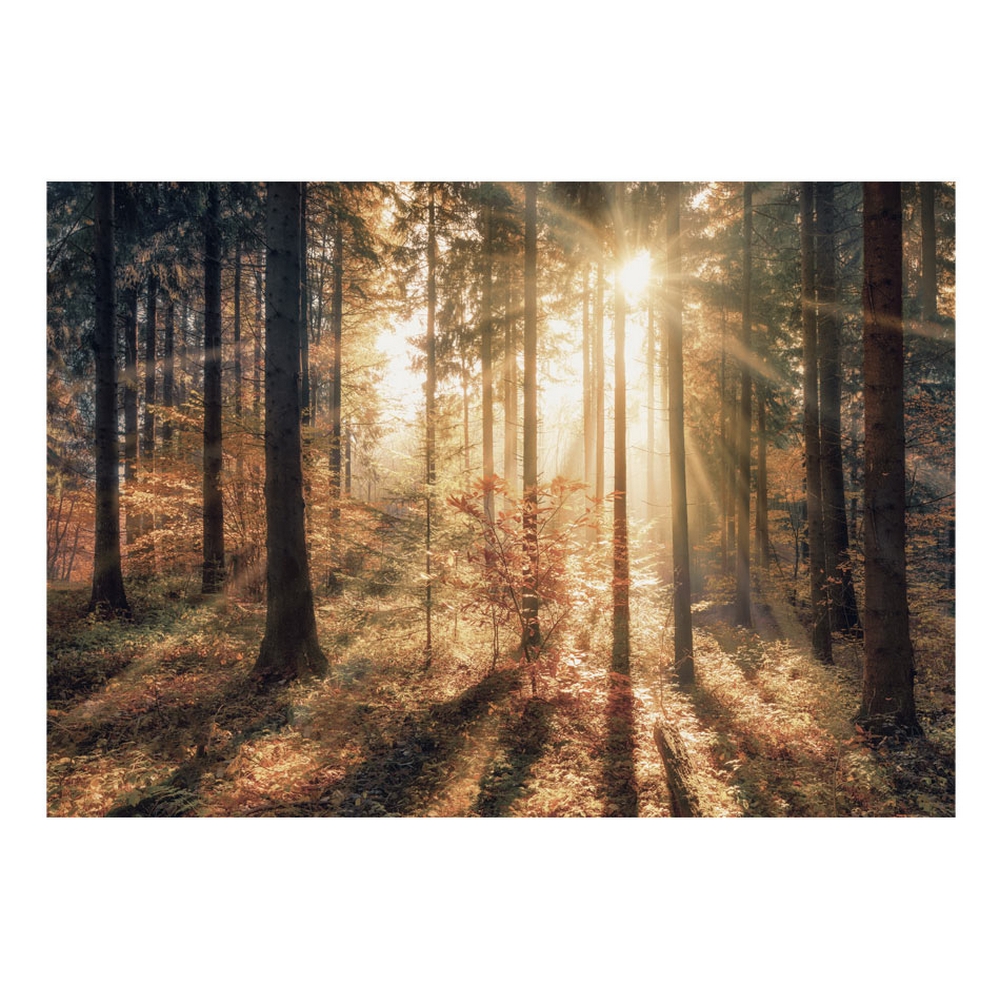 Fototapet Arkiio Självhäftande Självhäftande Autumnal Forest A3-SFT1261samA