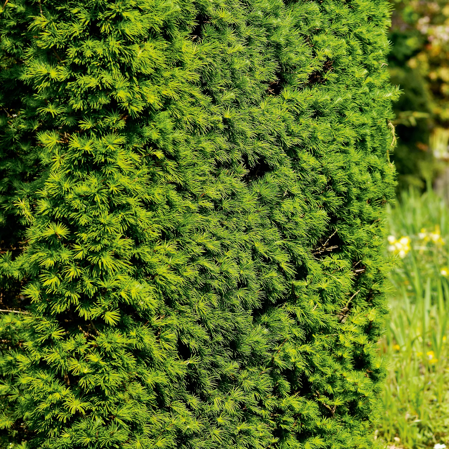 Häck Japansk Lärk Omnia Garden