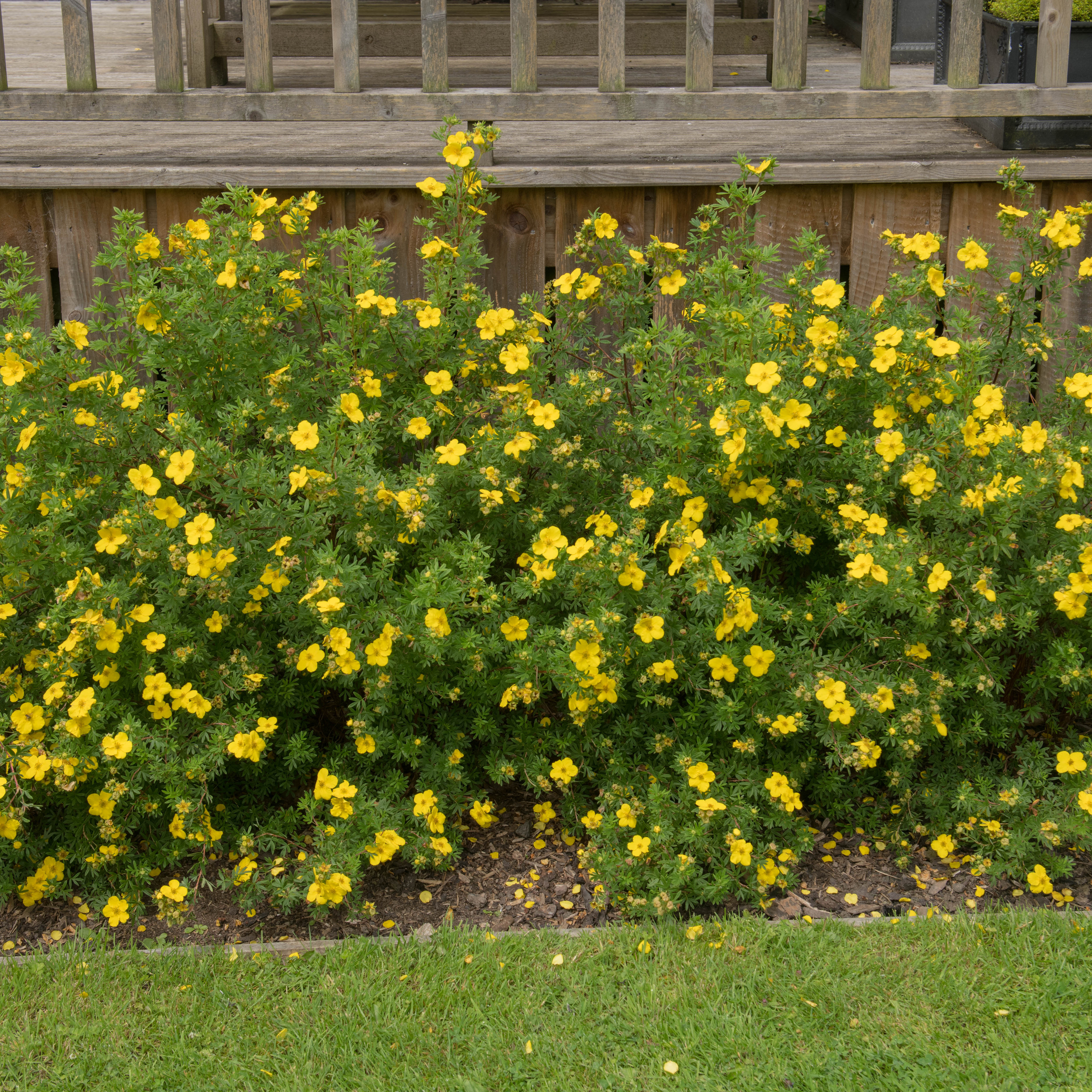 Buske Omnia Garden Ölandstok 30-50cm Krukodlade