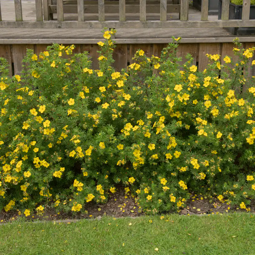 Buske Omnia Garden Ölandstok 30-50cm Krukodlade