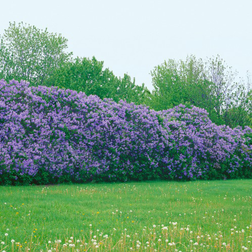 Buske Omnia Garden Syrén 50-80cm 1-2 Grenar