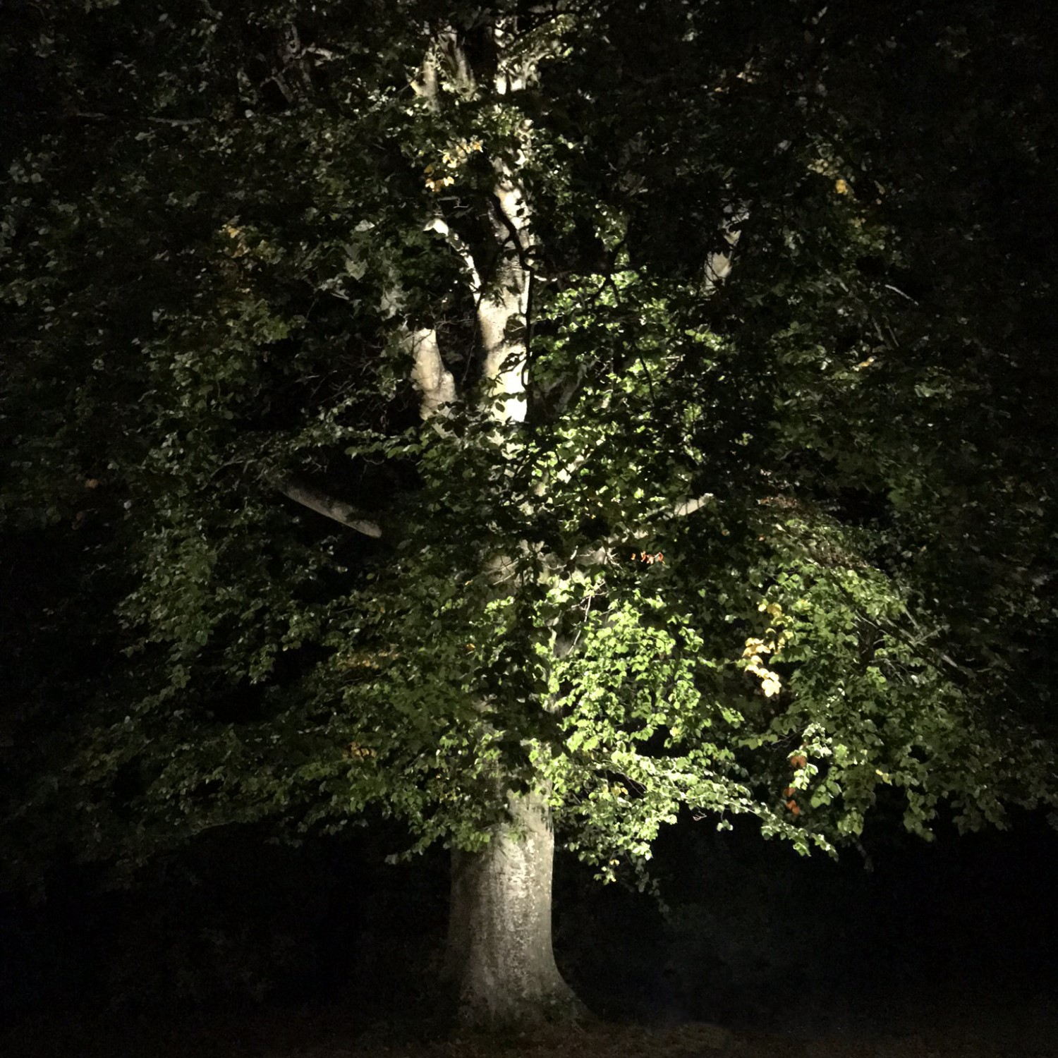 Markspot/Inground Lightson Castor