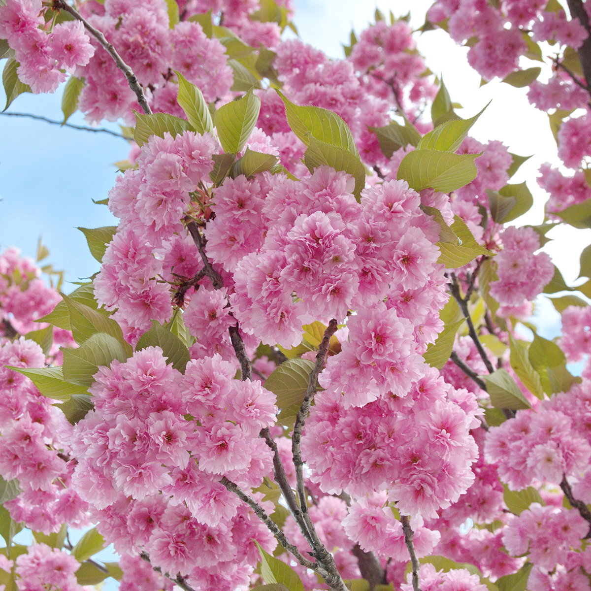 Pryndadsträd Omnia Garden Frilandsodlat Japanskt Körsbärsträd 350-450 cm, Högstamsträd