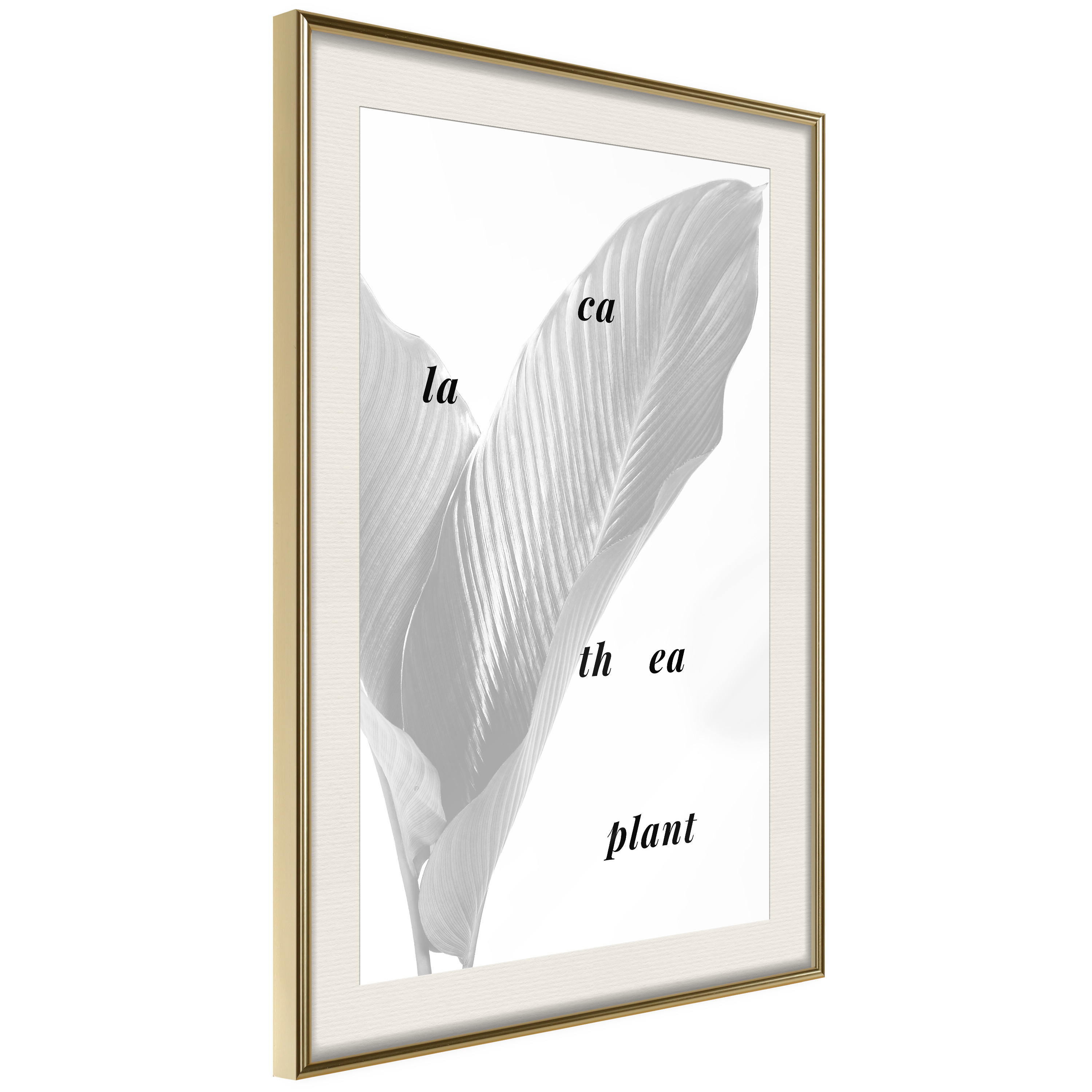 Affisch - Calathea Plant [Poster] 30x45 Guld ram med passepartout, 30x45 cm