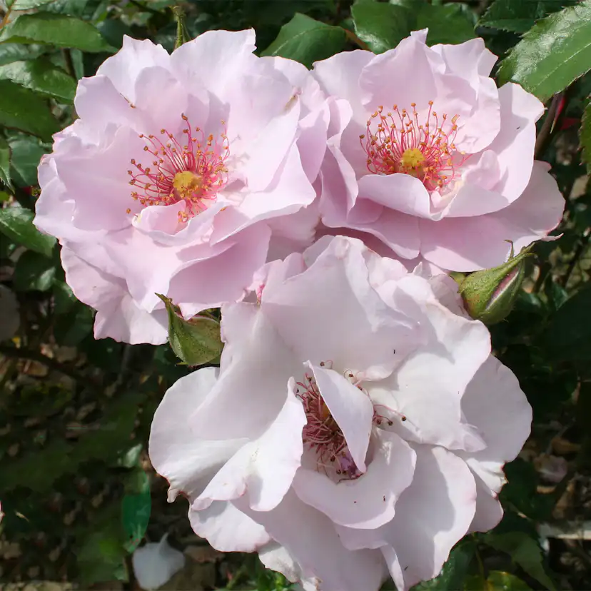 Flerblommig Rabattros Omnia Garden Odyssey