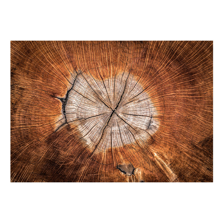 Fototapet Arkiio The Soul Of A Tree