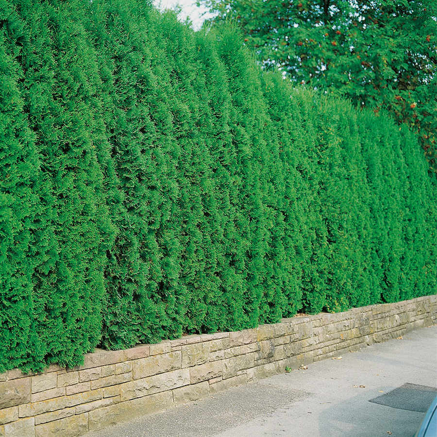 Häck Omnia Garden Tuja 100-125 cm
