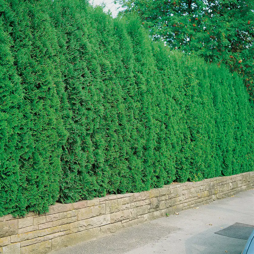 Häck Omnia Garden Tuja 100-125 cm