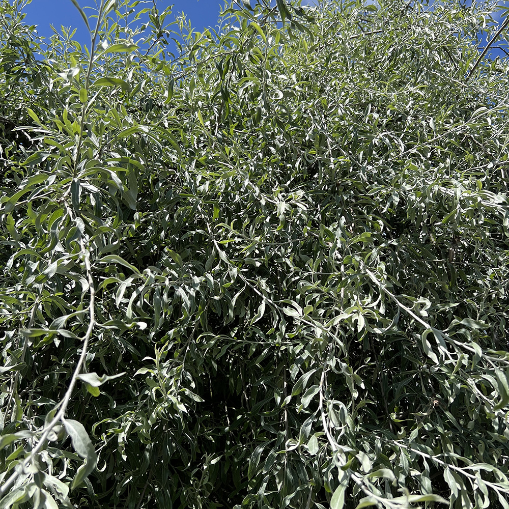 Prydnadsträd Omnia Garden Silverpäron, Grönt Lövverk & Vit Blomning, 100-120 cm