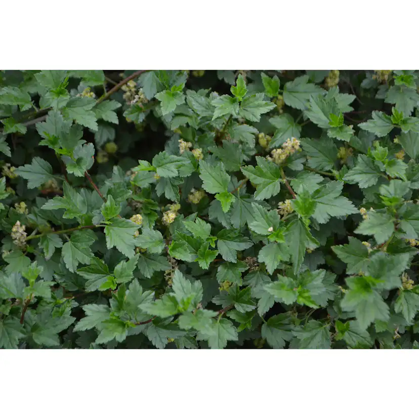Häck Omnia Garden Måbär 20-40cm Krukodlade