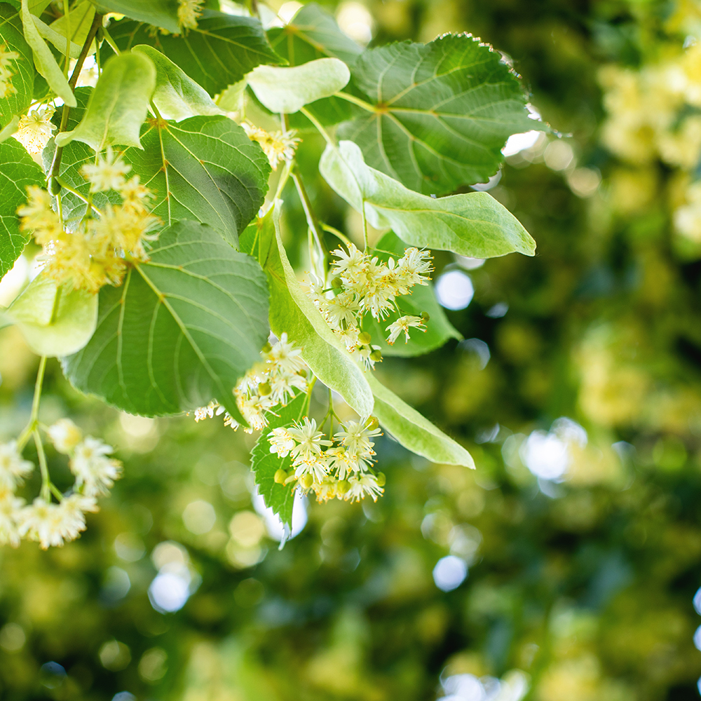 Prydnadsträd Skogslind Omnia Garden Tilia Cordata 150-200 cm
