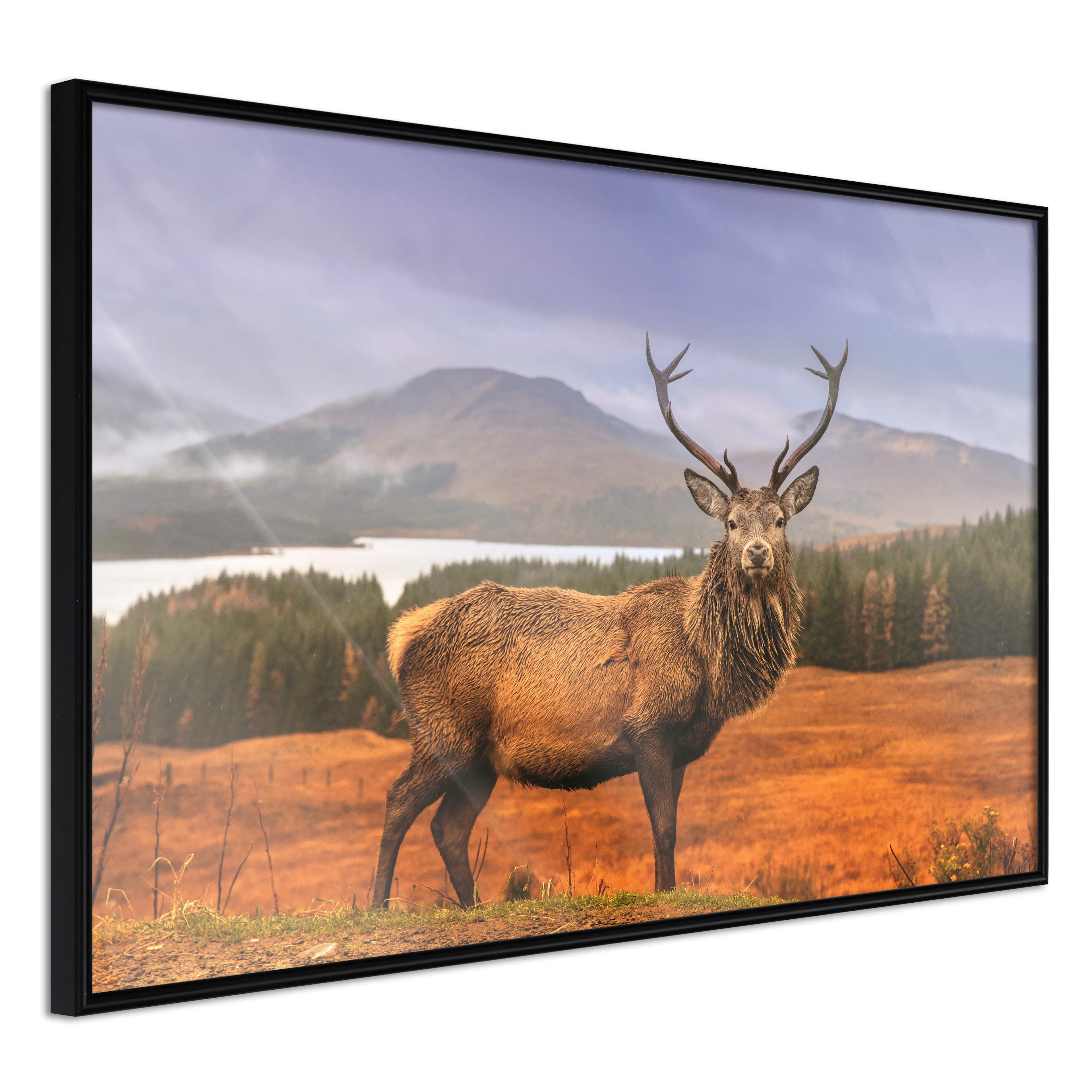 Affisch - Scottish Stag [Poster] 30x20 Svart ram, 30x20 cm
