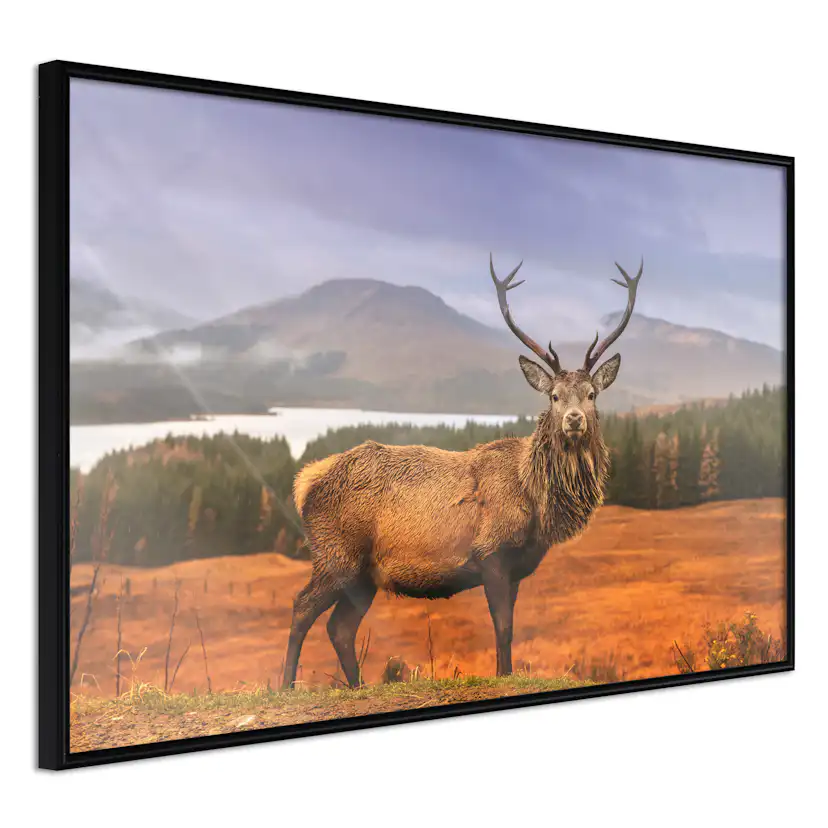 Poster Artgeist Affisch Scottish Stag