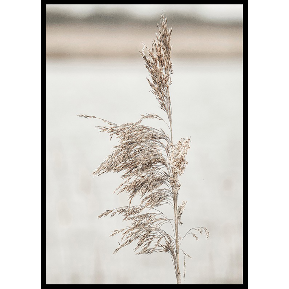 Poster Gallerix Boho Dried In Nature No7