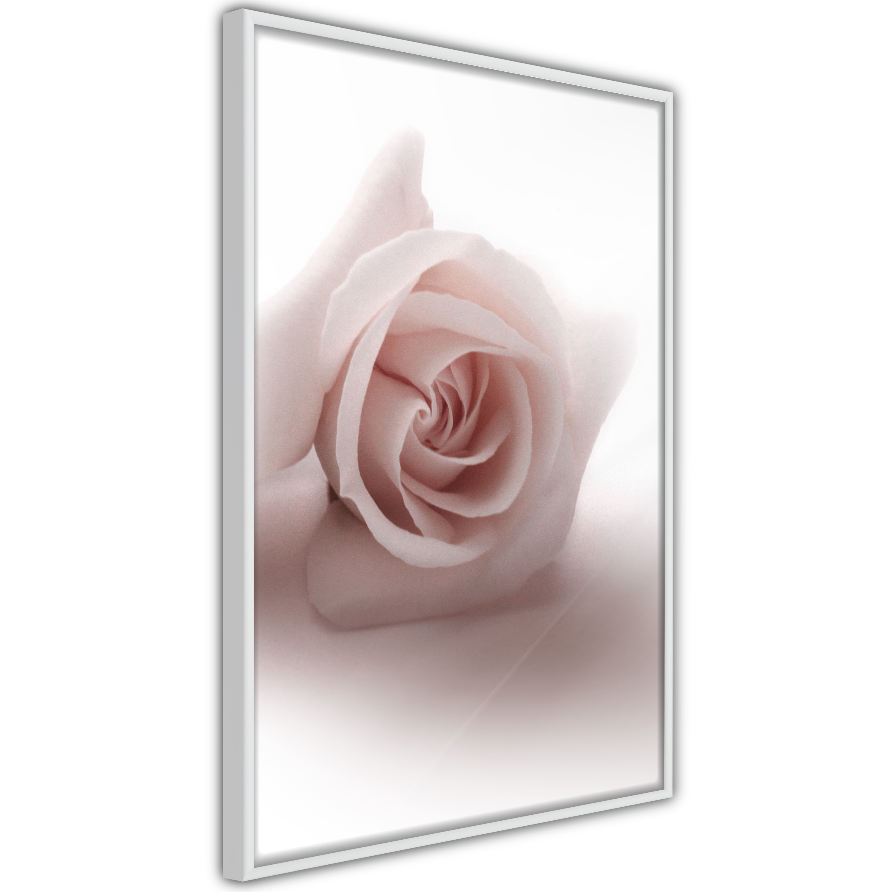 Poster Artgeist Affisch Rose Shadow