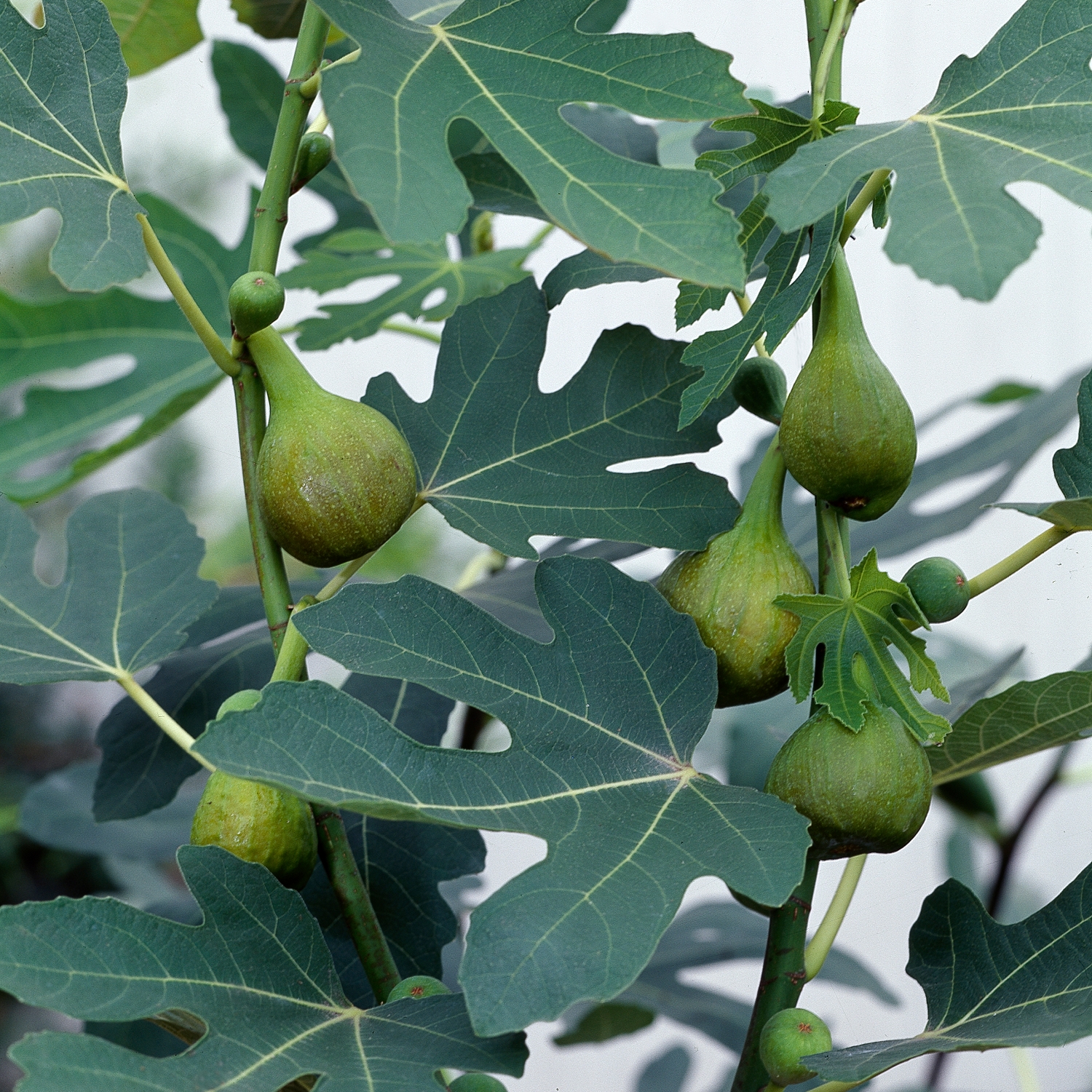 Fikonträd Omnia Garden