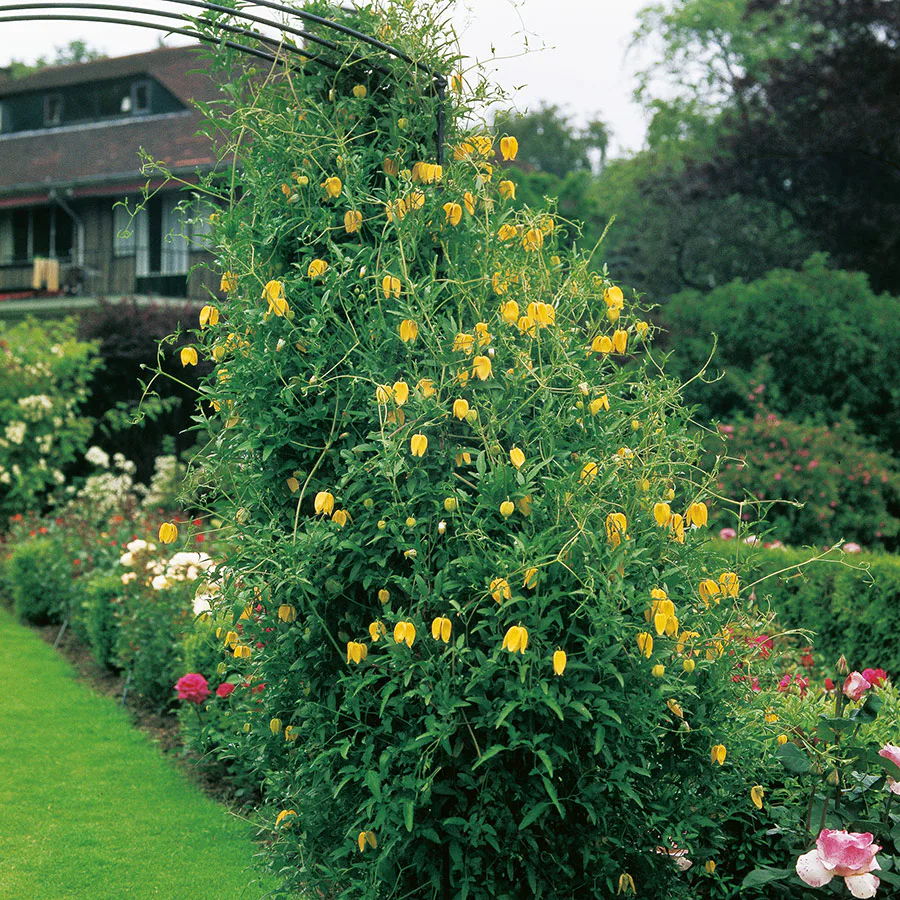 Klätterväxt Guldgul Gullklematis Omnia Garden 40-60 cm