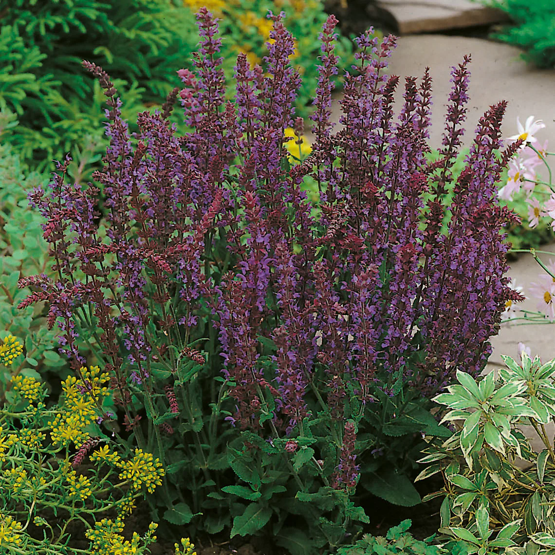 Stäppsalvia Omnia Garden Ostfriesland
