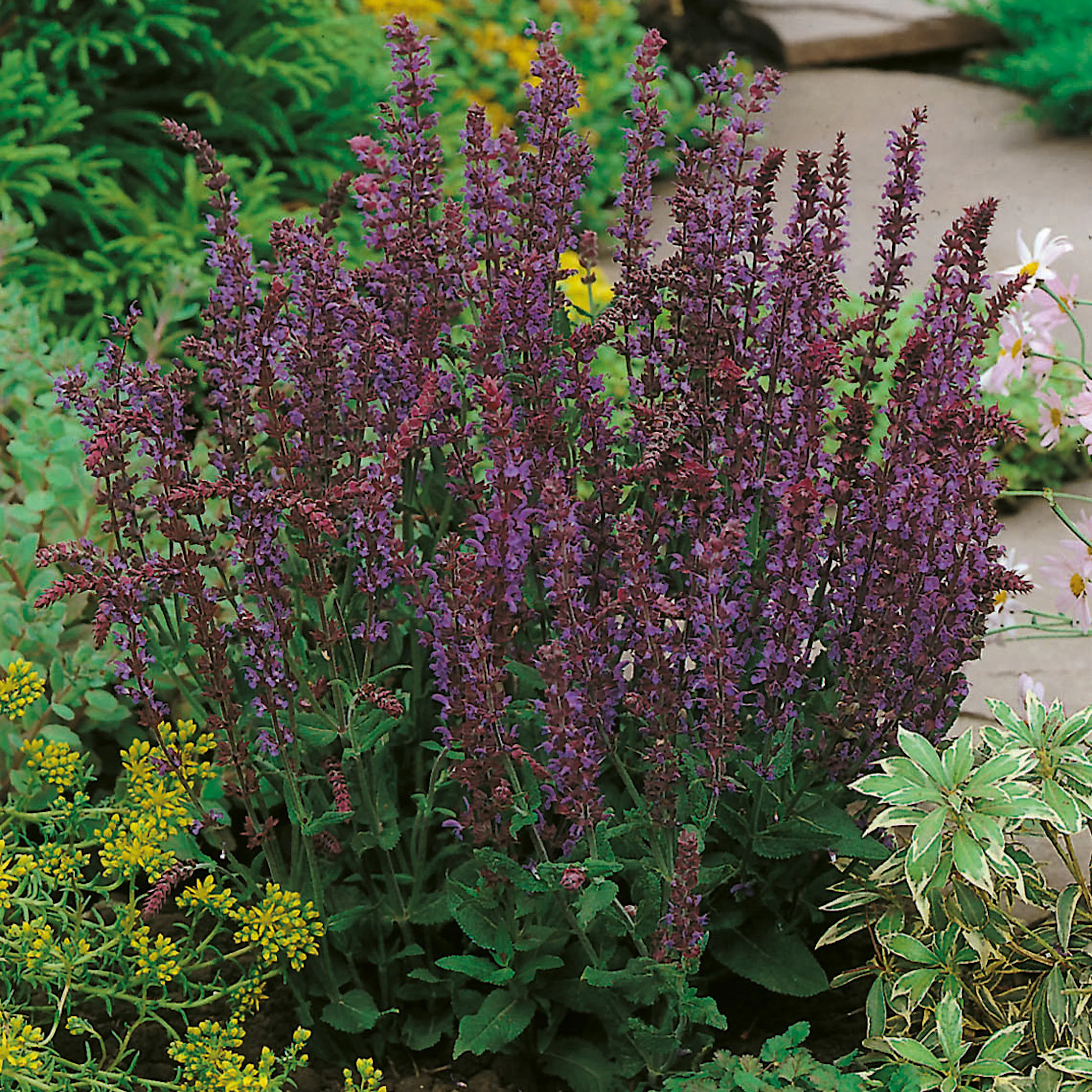 Stäppsalvia Omnia Garden Ostfriesland