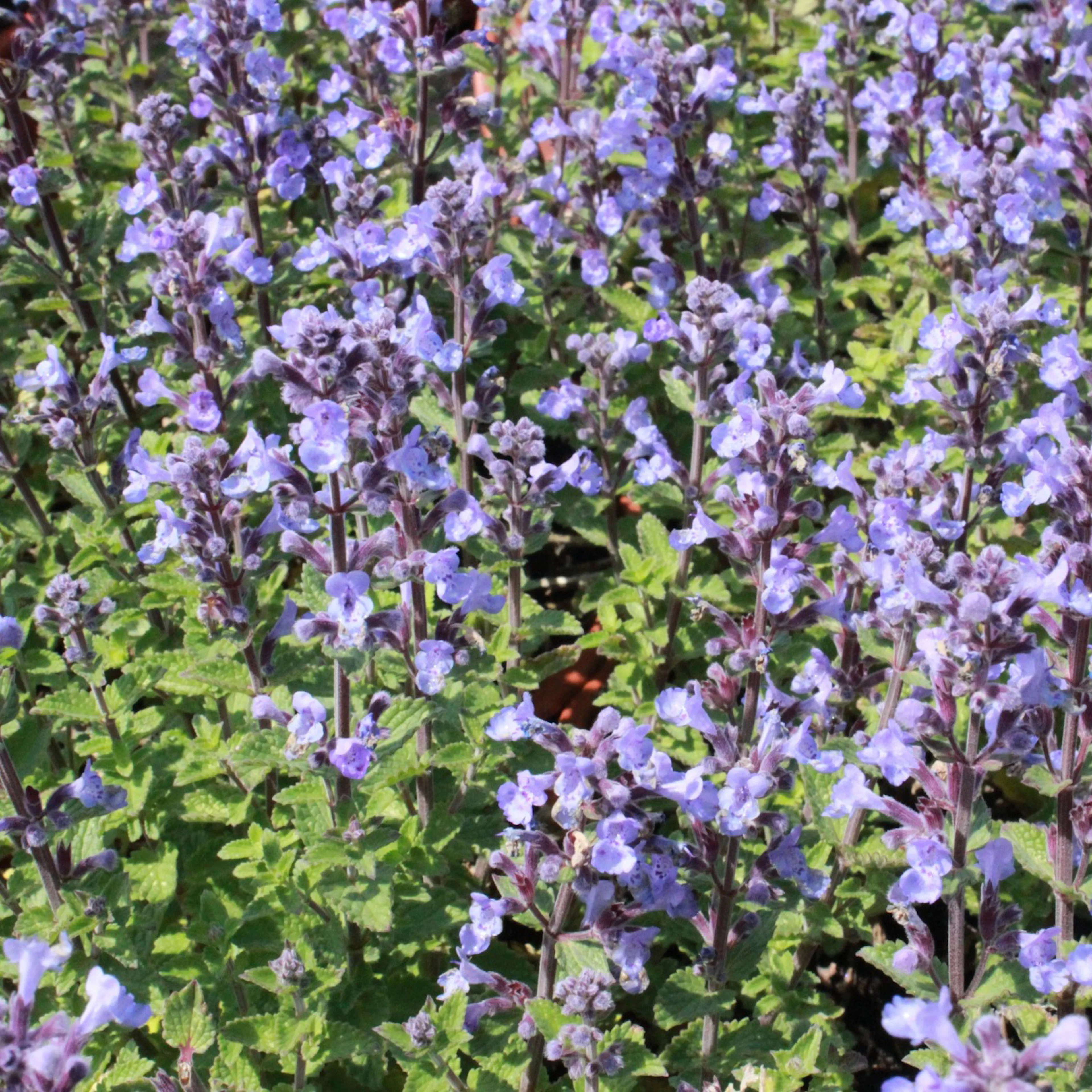 Perenn Omnia Garden Kantnepeta Purrsian Blue