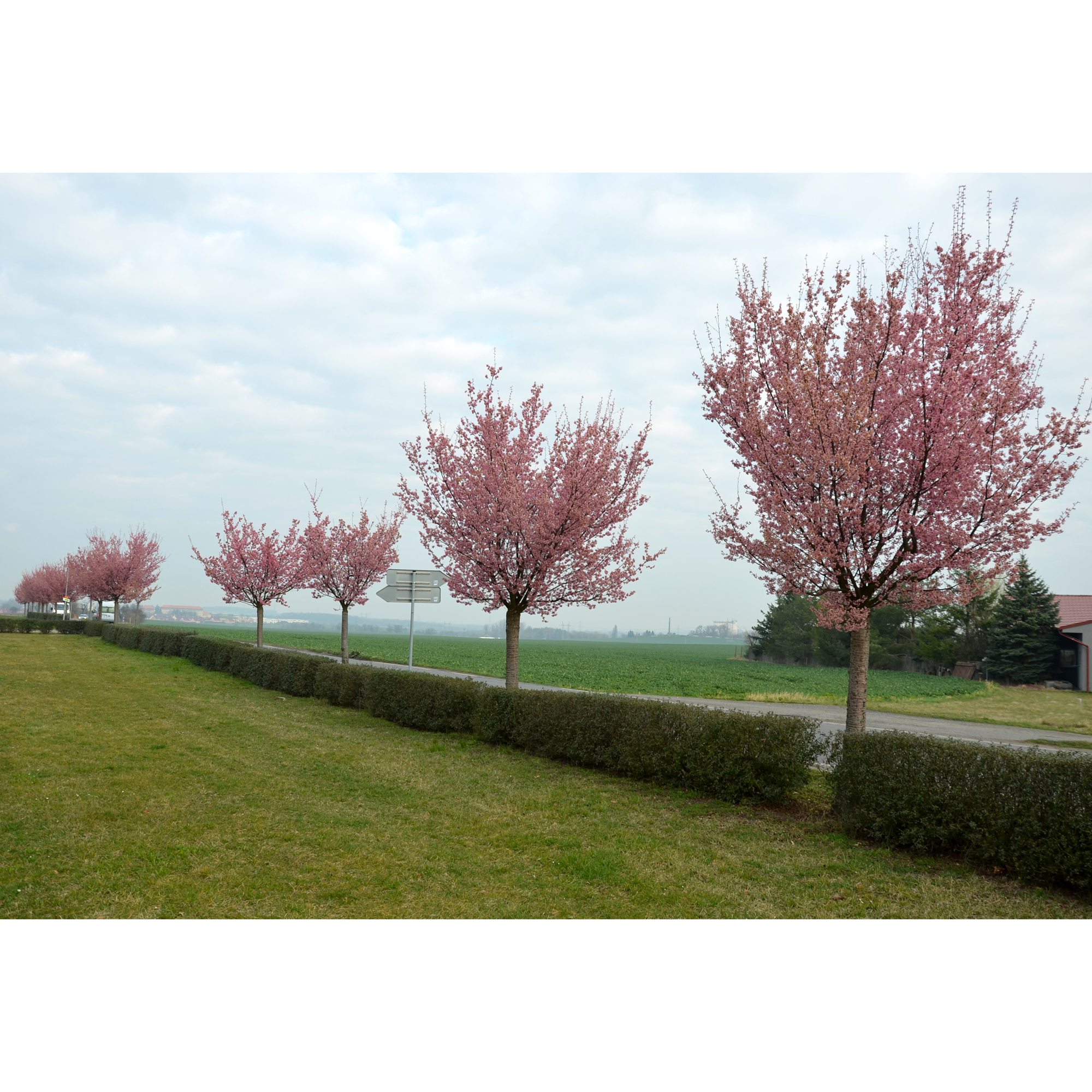 Bergkörsbär Omnia Garden Japanskt Prydnadsträd 300-400 cm, Rosa/Mörkröd Blomning, Alleträd, Högstamsträd