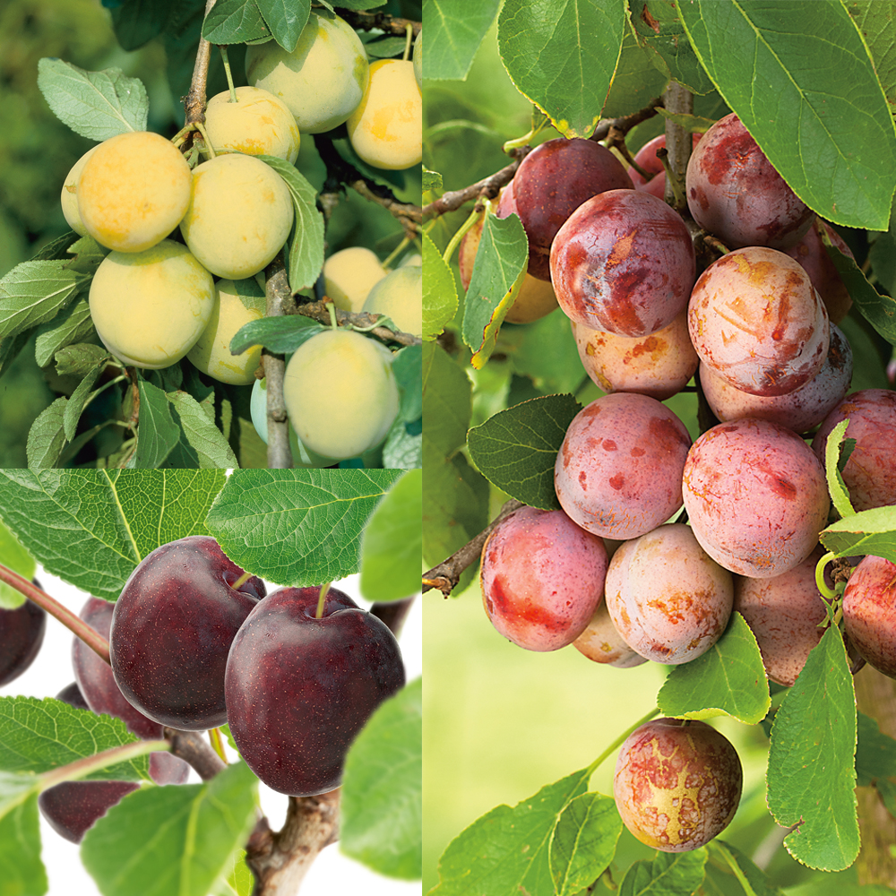 Plommonträd Omnia Garden