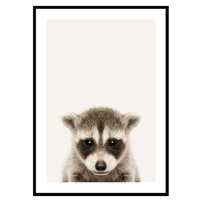 Poster Gallerix Baby Raccoon