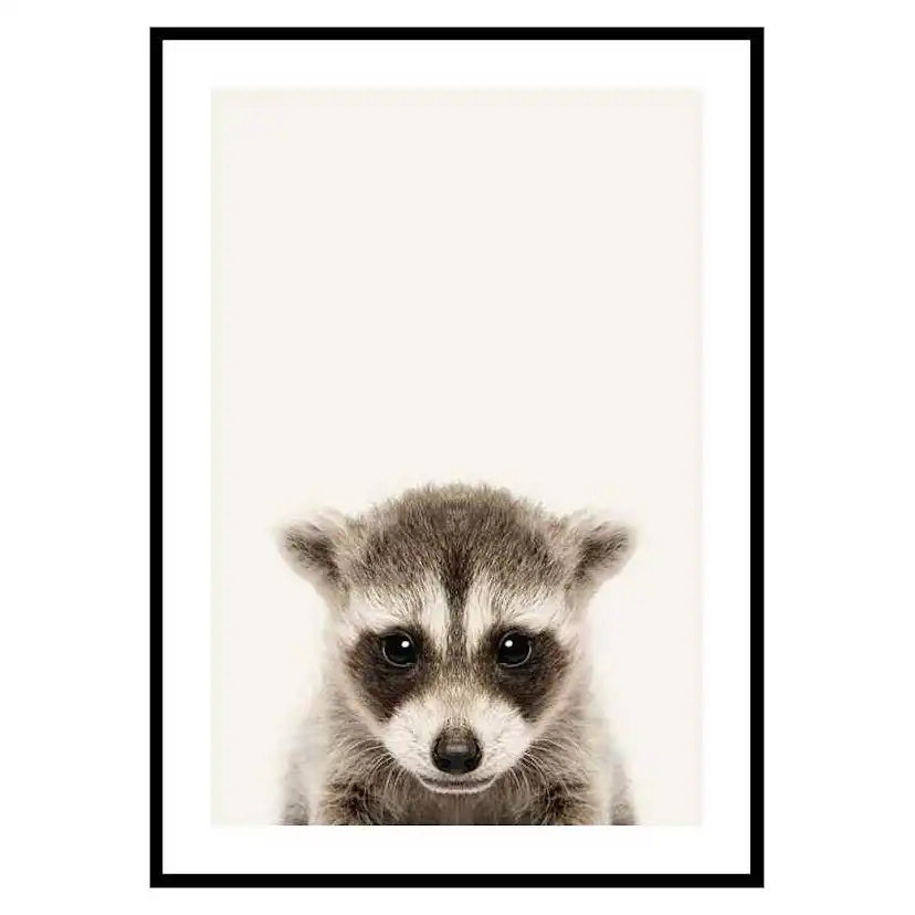 Poster Gallerix Baby Raccoon