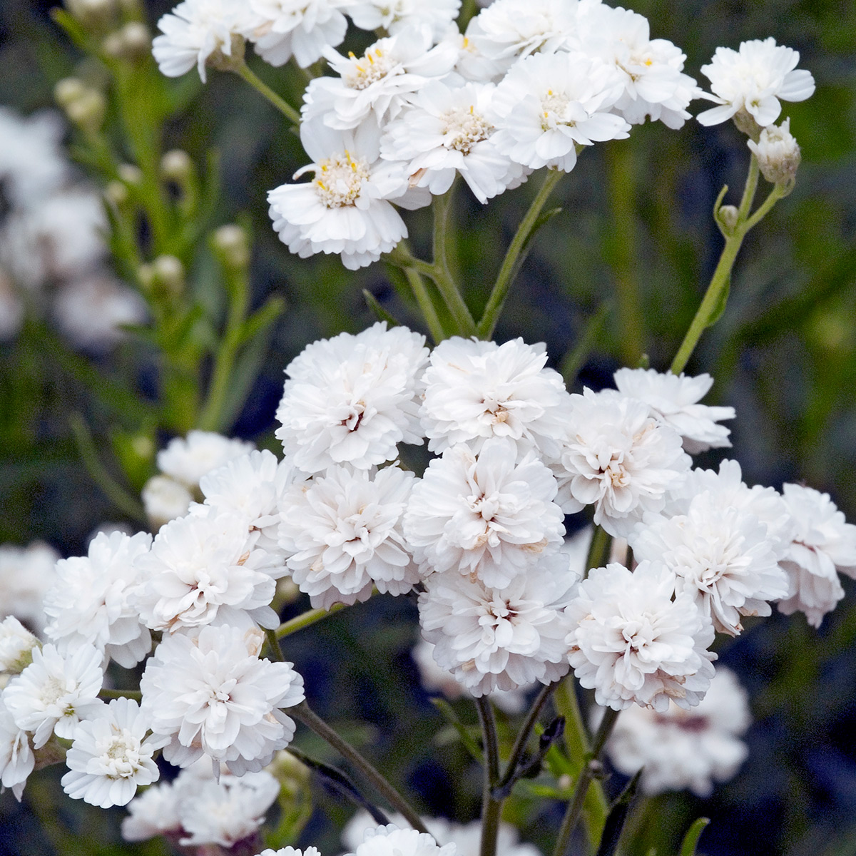 Vitpytta Omnia Garden The Pearl
