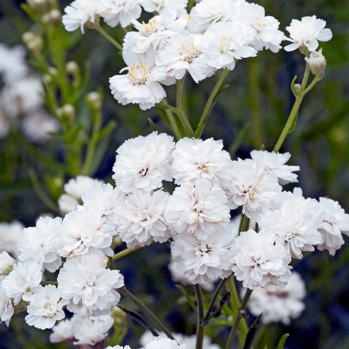 Vitpytta Omnia Garden The Pearl