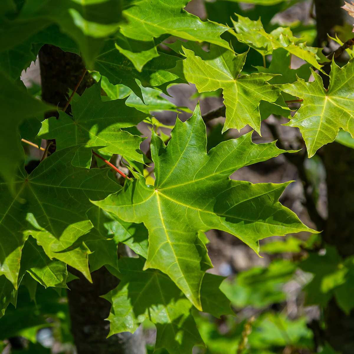 Pryndnadsträd Skogslönn Omnia Garden 350-450 cm Frilandsodlat Högstamsträd med Grönt Lövverk