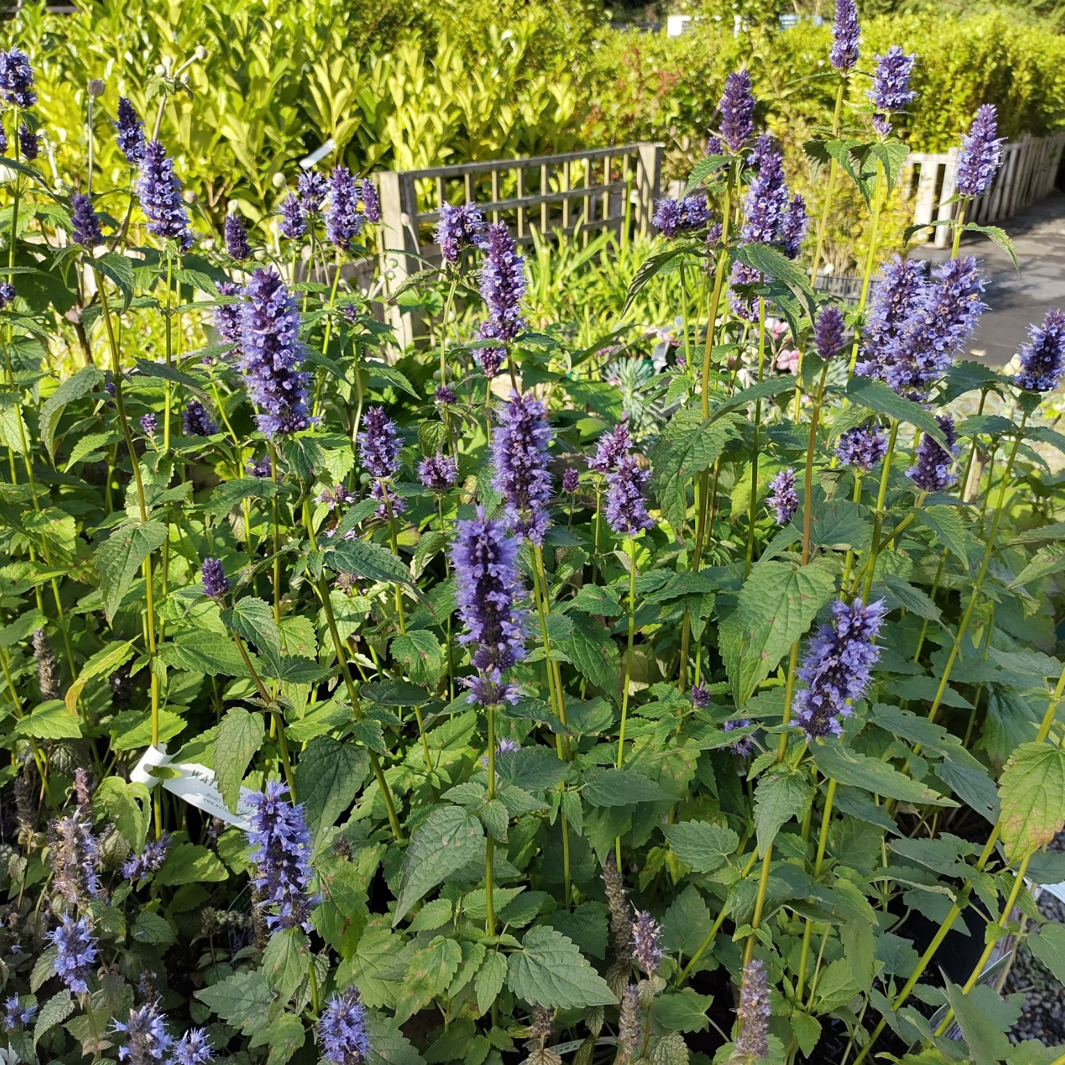 Perenn Omnia Garden Anisisop Black Adder