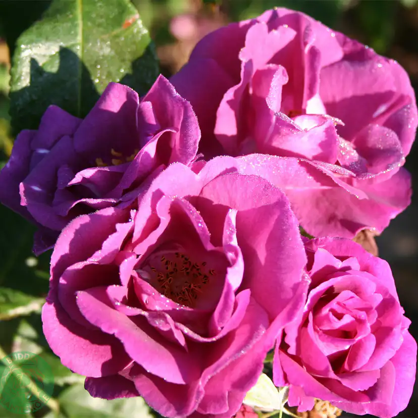 Flerblommig Rabattros Omnia Garden Rhapsody in Blue