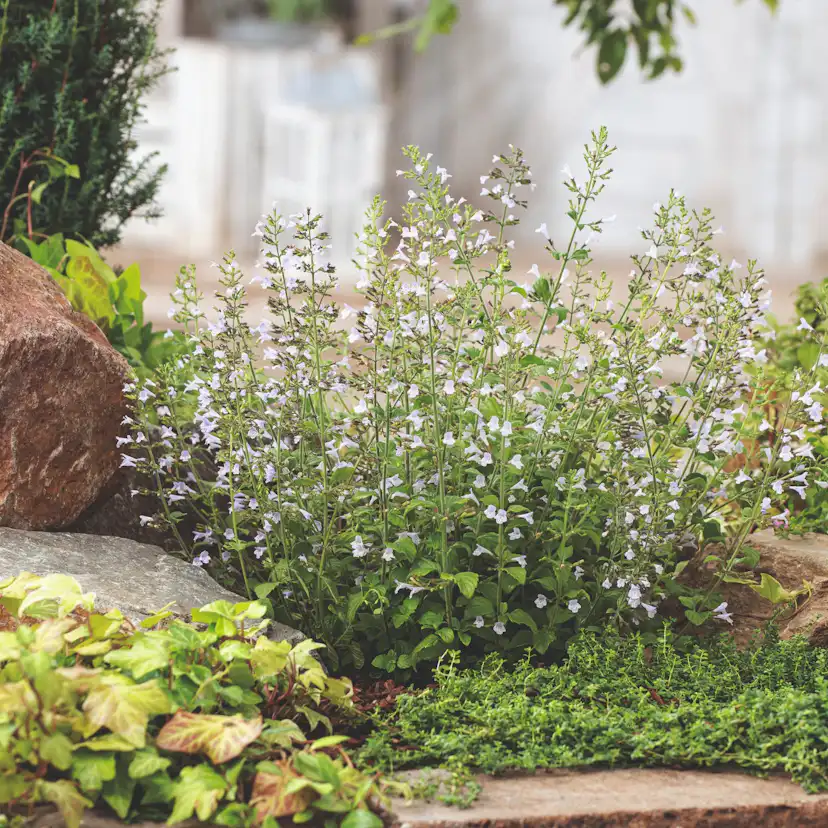 Perenn Omnia Garden Stenkyndel Blue Cloud