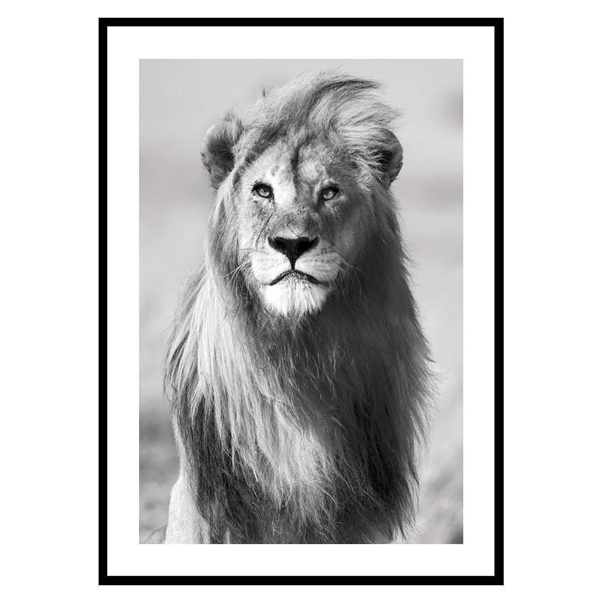 Poster Gallerix Majestic Lion