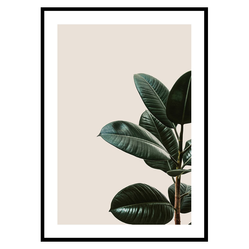 Poster Gallerix Rubber Plant Natural