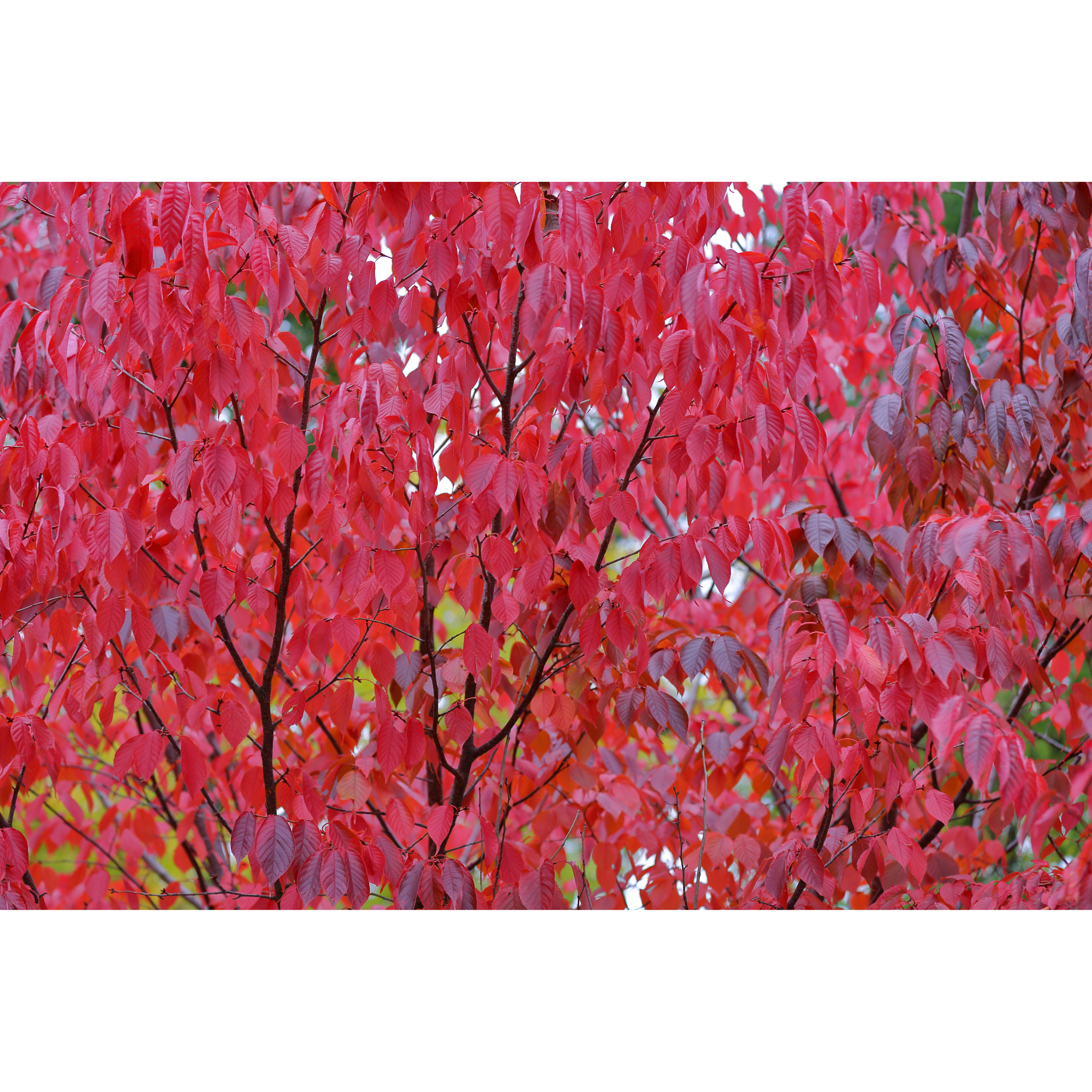 Bergkörsbär Omnia Garden Japanskt Prydnadsträd 300-400 cm, Rosa/Mörkröd Blomning, Alleträd, Högstamsträd