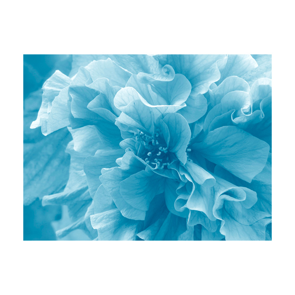 Fototapet Arkiio Blue Azalea