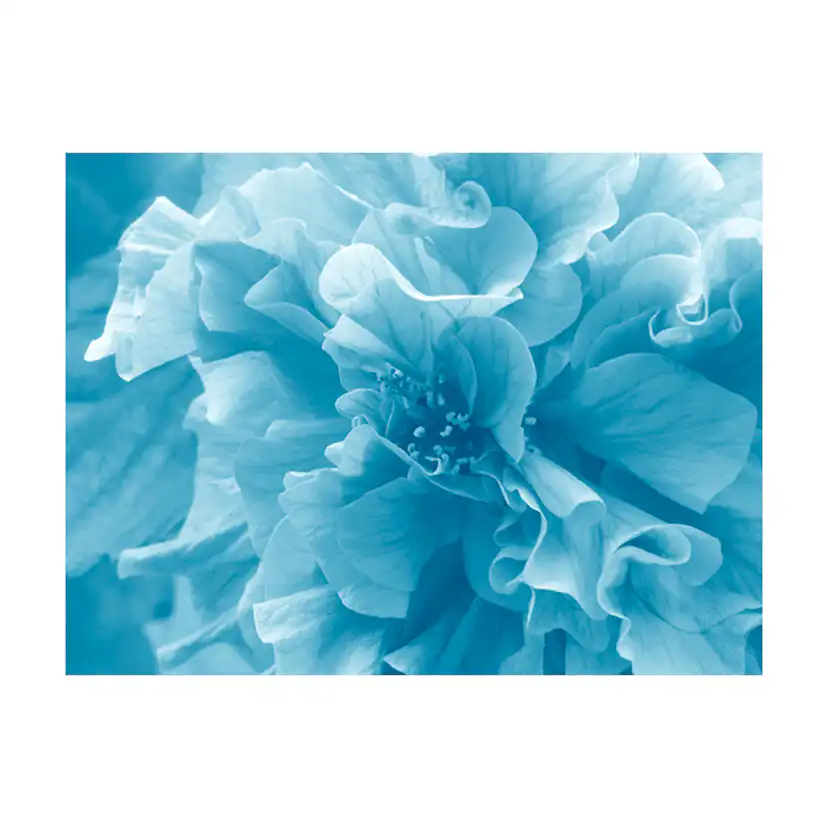 Fototapet Arkiio Blue Azalea