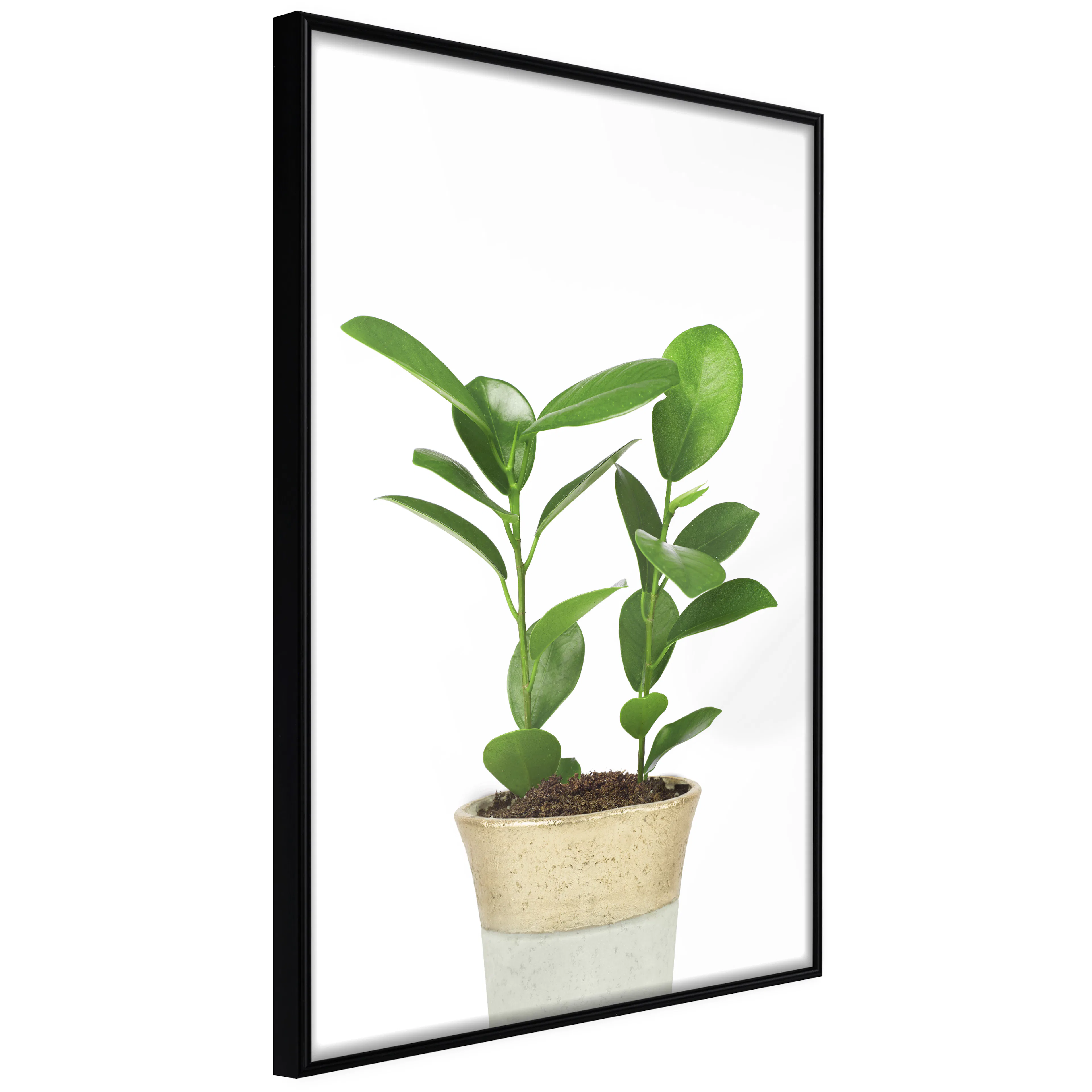 Affisch - Plant In Pot [Poster] 20x30 Svart ram, 20x30 cm
