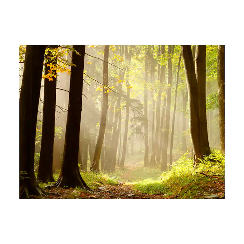 Fototapet Arkiio Mysterious Forest Path