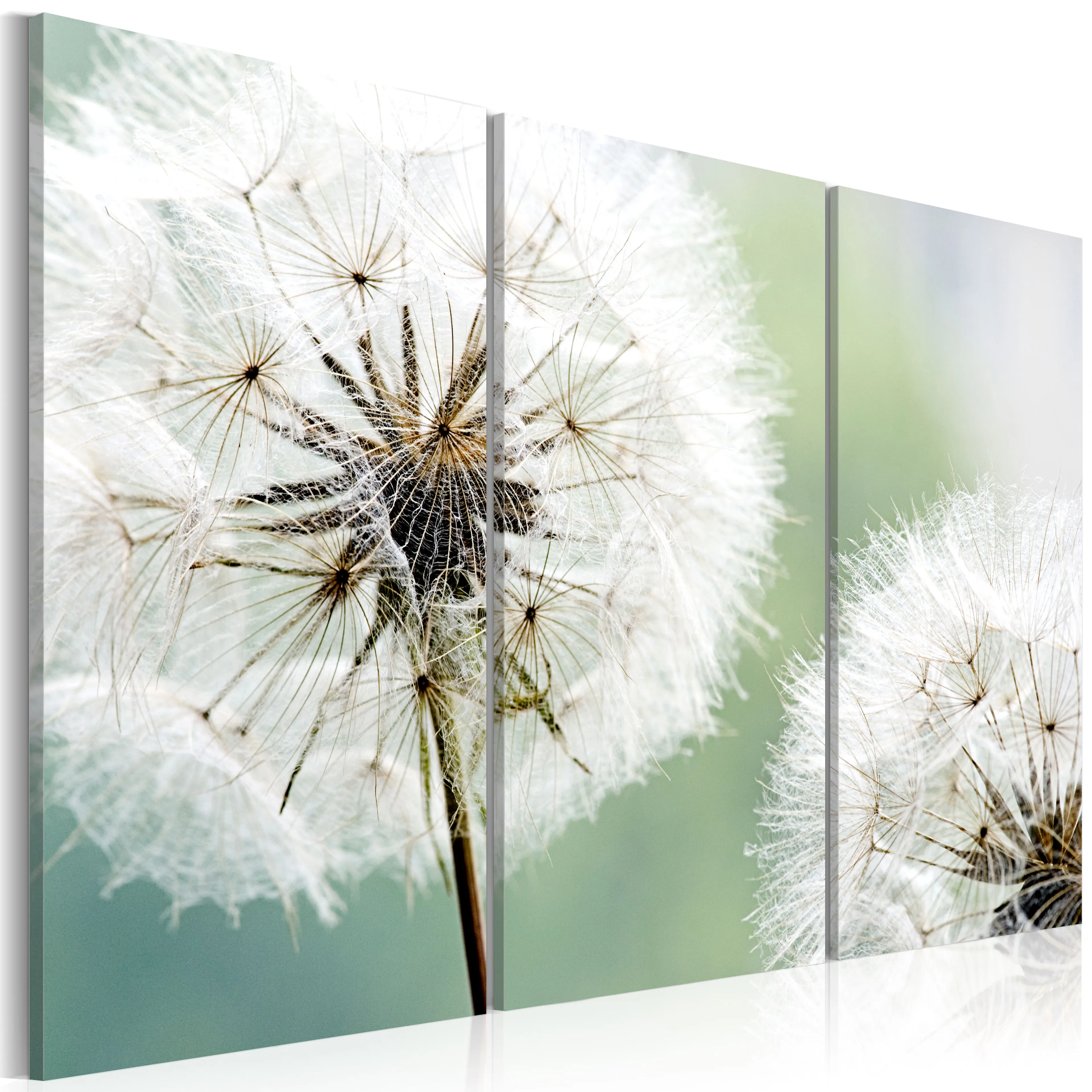 Foto på akryl - Fluffy Dandelions [Glass] 120x80 Mått: 120x80 cm