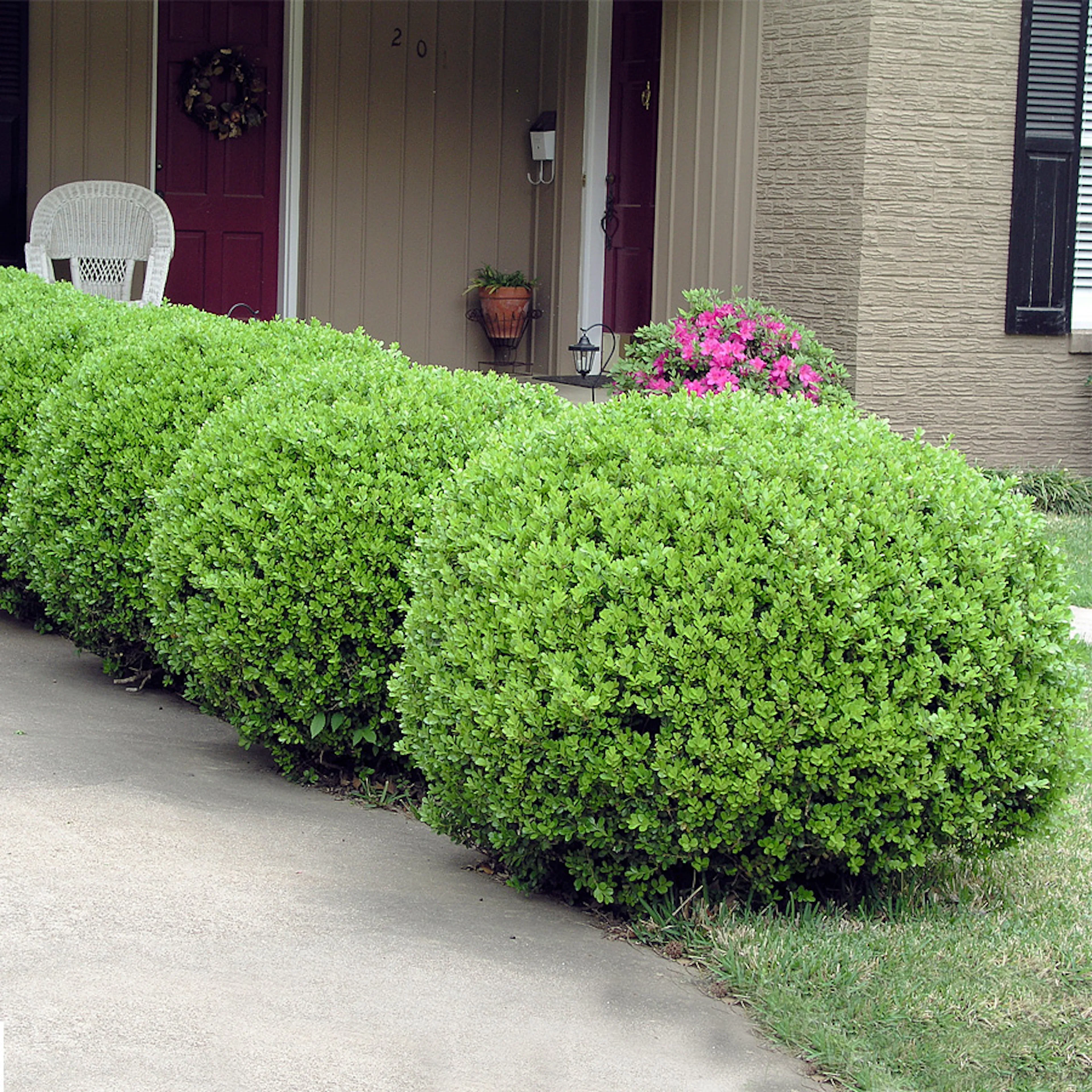 Buske Omnia Garden Buxbom Buxus Microphylla Faulkner 15-20 cm