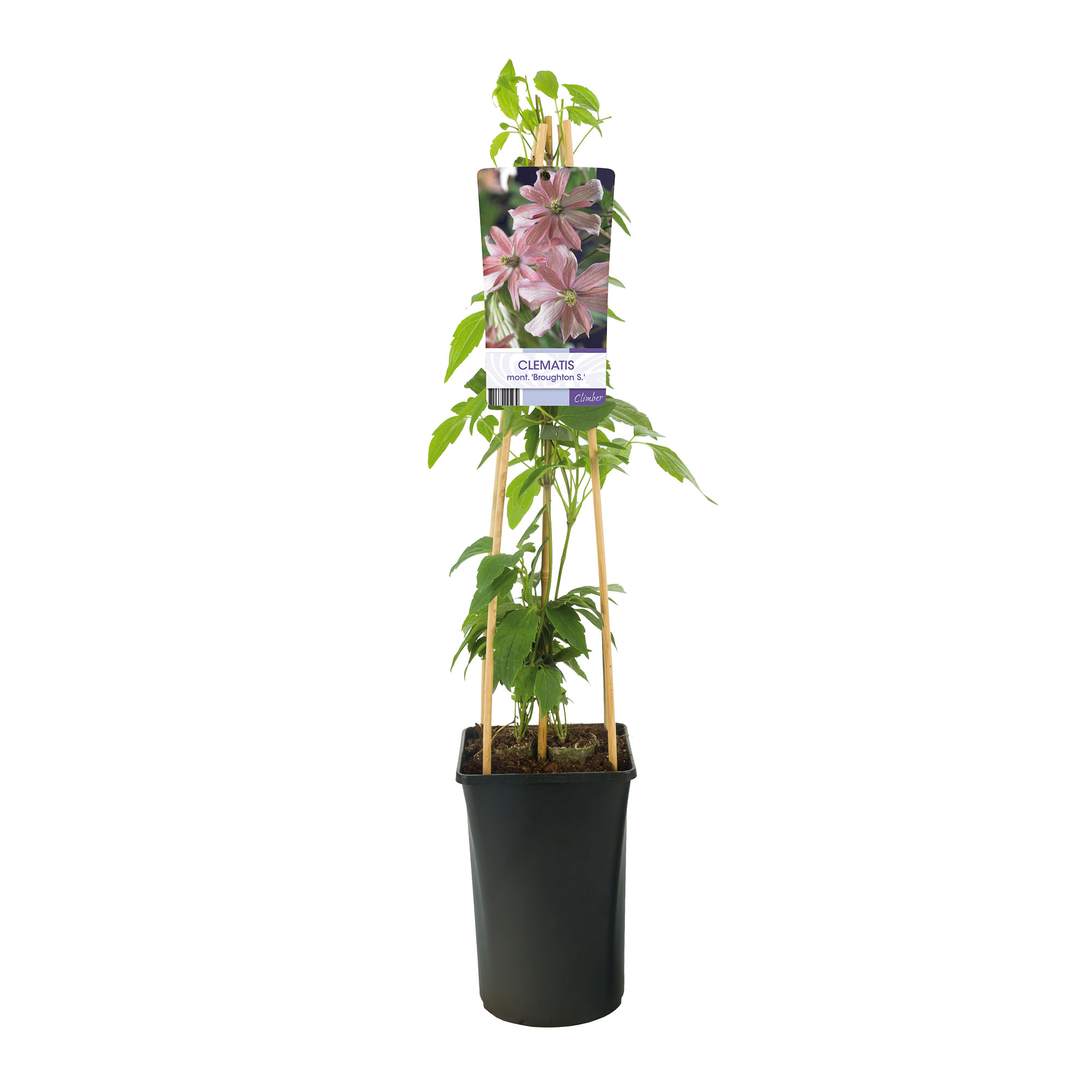 Klätterväxt Bergsklematis Omnia Garden Broughton Star 40-60 cm