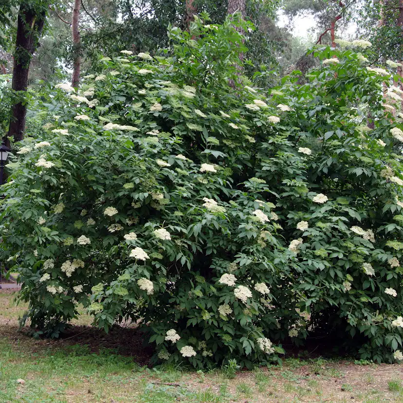 Rabattblomma Omnia Garden Fläder Bålsta 20-40cm