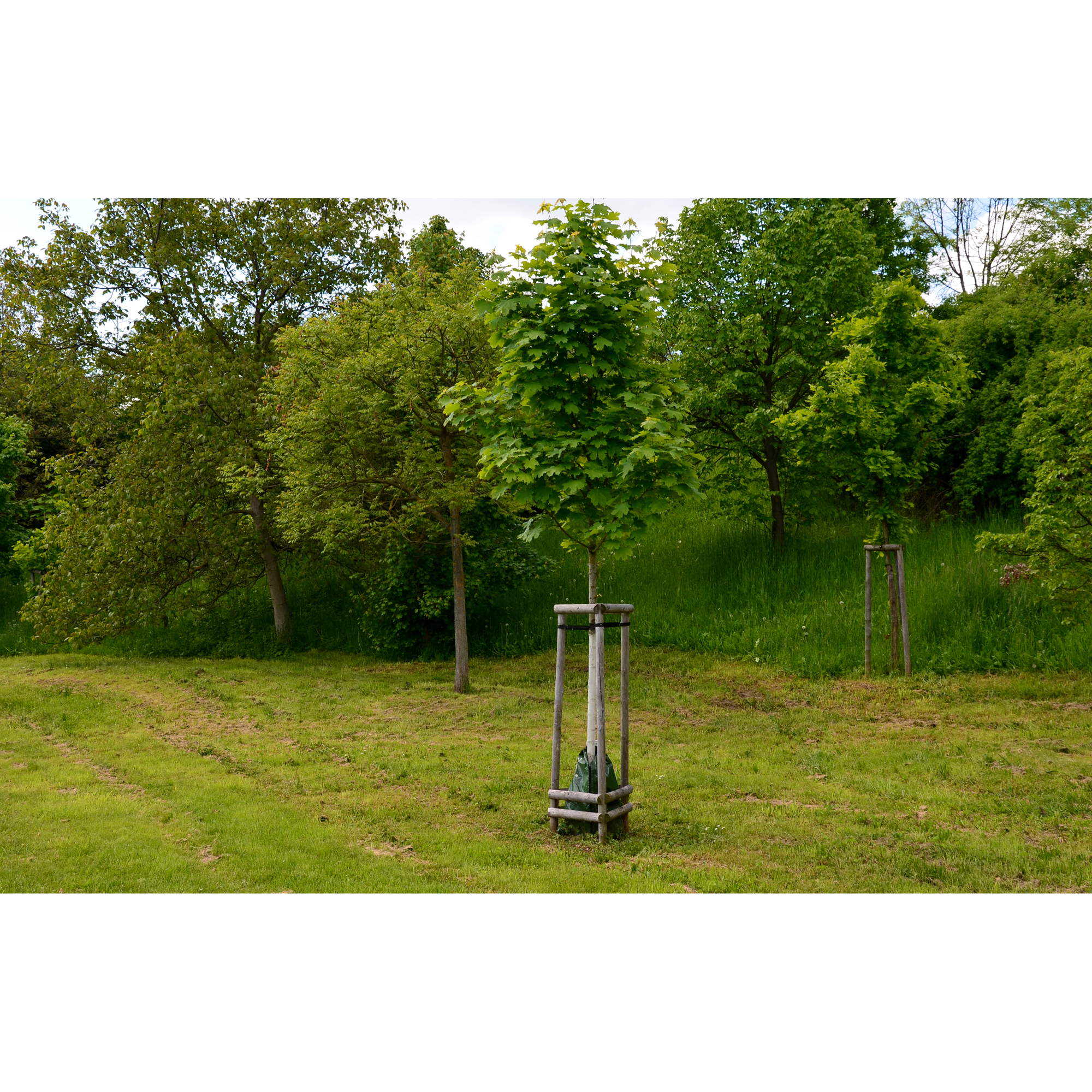 Pryndnadsträd Skogslönn Omnia Garden 350-450 cm Frilandsodlat Högstamsträd med Grönt Lövverk