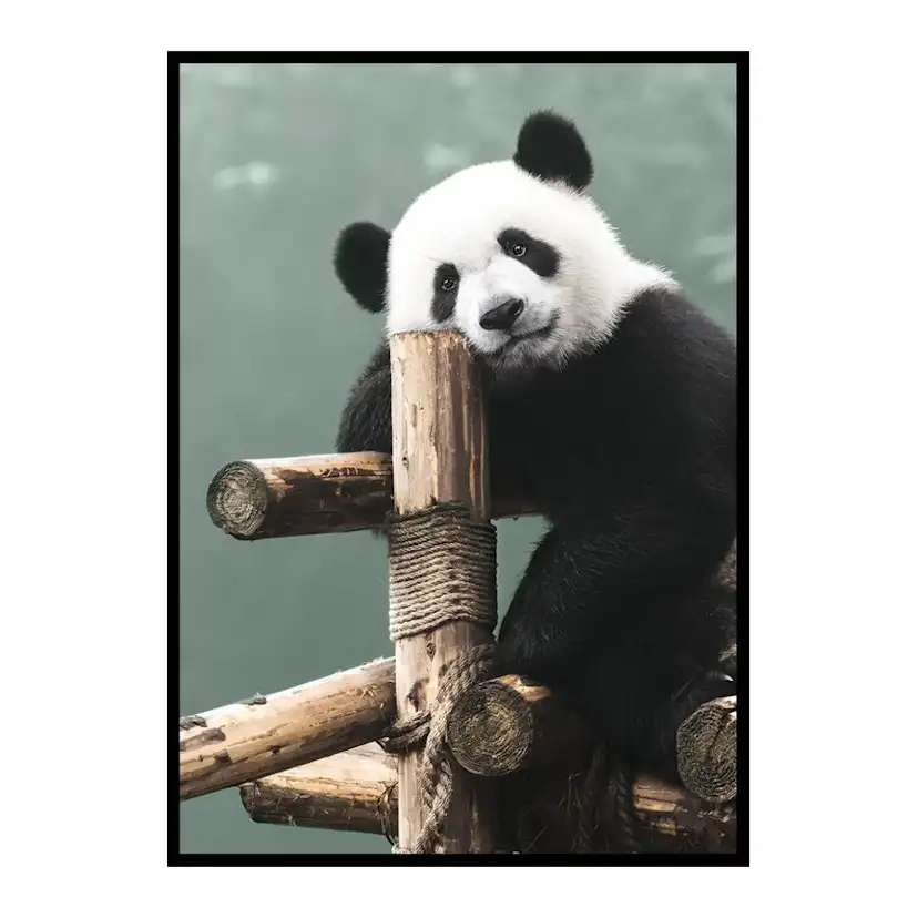 Poster Gallerix Giant Panda Bear