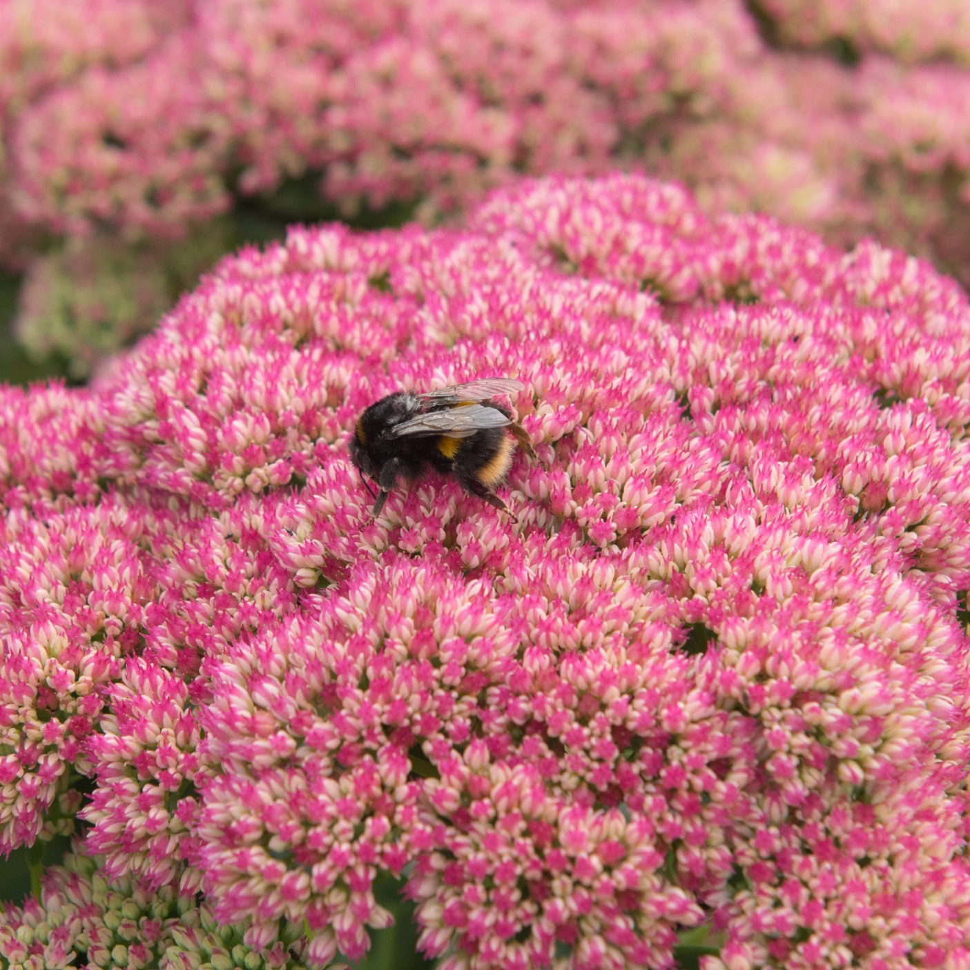 Perenn Omnia Garden Kinesisk Kärleksört Hylotelephium Spectabile Brilliant