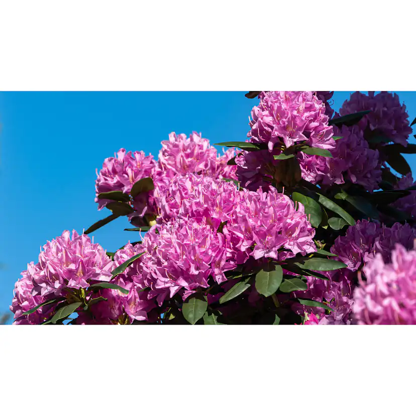 Rhododendron Omnia Garden Roseum Elegans